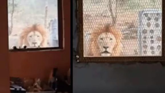 Viral Video: దేవుడా.. కిటికిలోంచి హాయ్ అంటూ వచ్చిన సింహం.. వీడియో చూస్తే షాక్ !