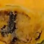 Viral Video: ఛీ, ఛీ.. సమోసాలో కప్ప కాలు.. నెట్టింట వైరల్ అవుతున్న వీడియో