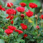Vastu Tips For Placing Rose Plant: ఇంట్లో గందరగోళం ఉందా ? గులాబీ మొక్కలతో జాగ్రత్తగా ఉండండి