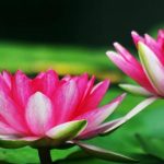 Auspicious Dream: కలలో ఈ పువ్వు కనపిస్తే ధనవంతులు అవవుతారట.. మీకు కనిపించిందా మరి