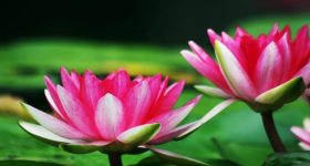 Auspicious Dream: కలలో ఈ పువ్వు కనపిస్తే ధనవంతులు అవవుతారట.. మీకు కనిపించిందా మరి
