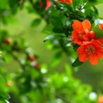 Benefits Of Pomegranate Flowers: ఈ పువ్వు  ఆరోగ్యానికి దివ్యౌషధం.. దీని చూర్ణం తేనెతో కలిపి తీసుకుంటే ఆ సమస్యలన్నీ మాయం