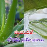 Aloe Vera Health Benefits: కలబందతో మతిపోయే ప్రయోజనాలు !