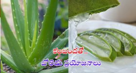 Aloe Vera Health Benefits: కలబందతో మతిపోయే ప్రయోజనాలు !