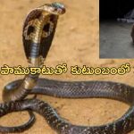 Snake Terror: పాము పగ.. ఒకే కుటుంబంలో పాము కాటుతో ముగ్గురు మృతి.. ఇంకా ఎవరెవరంటే..