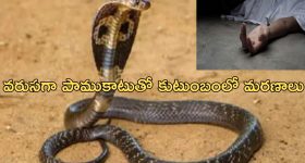 Snake Terror: పాము పగ.. ఒకే కుటుంబంలో పాము కాటుతో ముగ్గురు మృతి.. ఇంకా ఎవరెవరంటే..