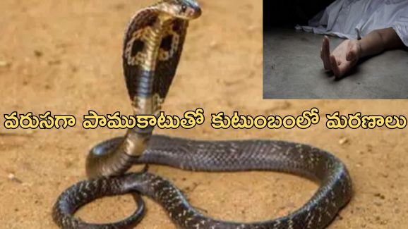 Snake Terror: పాము పగ.. ఒకే కుటుంబంలో పాము కాటుతో ముగ్గురు మృతి.. ఇంకా ఎవరెవరంటే..