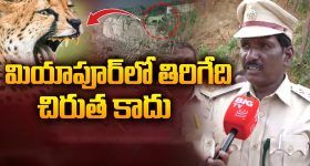 Miyapur Chirutha Puli: మియాపూర్‌లో కనిపించింది చిరుత కాదా? మరేంటి? అధికారులు ఏమంటున్నారు? అయినా బీ అలర్ట్!