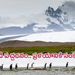 Continent Turns Green: అక్కడ మొక్కలు మొలిచాయంటే.. భూమి అంతమైనట్లే, శాస్త్రవేత్తల తాజా పరిశోధనలో తేలింది ఇదే!