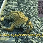 Ratapani Wildlife Sanctuary: 7 పులులు, 14 చిరుత పులులు, 1 ఎలుగుబంటి మృతి.. ‘అంతా రైల్వే శాఖ తప్పిదమే’