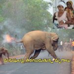 Wild Animals: జనావాసాల్లోకి పులులు, ఏనుగులు.. అడవిని వదిలి నగరాల్లోకి ఎందుకు వస్తున్నాయ్? తప్పు మనదేనా?
