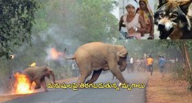 Sai Pallavi: అప్పుడు శర్వానంద్.. ఇప్పుడు శివకార్తికేయన్.. హీరోలను అలా అంటే ఫీల్ అవ్వరా.. ?