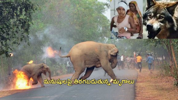 Wild Animals: జనావాసాల్లోకి పులులు, ఏనుగులు.. అడవిని వదిలి నగరాల్లోకి ఎందుకు వస్తున్నాయ్? తప్పు మనదేనా?