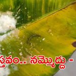 TTD: అన్నప్రసాదంలో జెర్రి.. తీవ్ర స్థాయిలో ఖండించిన టీటీడీ.. నమ్మొద్దు అంటూ ప్రకటన