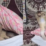 Viral Video: పిల్లో కవర్ లో వింత కదలికలు, ఓపెన్ చేస్తే.. వామ్మో వెన్నులో వణుకు పుట్టాల్సిందే!