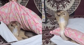 Viral Video: పిల్లో కవర్ లో వింత కదలికలు, ఓపెన్ చేస్తే.. వామ్మో వెన్నులో వణుకు పుట్టాల్సిందే!