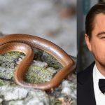 New Snake Species: హిమాలయాల్లోని అరుదైన పాముకు ఆ రొమాంటిక్ హీరో పేరు పెట్టిన పరిశోధకులు.. అది అంత స్పెషలా?