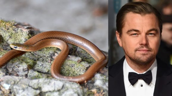 New Snake Species: హిమాలయాల్లోని అరుదైన పాముకు ఆ రొమాంటిక్ హీరో పేరు పెట్టిన పరిశోధకులు.. అది అంత స్పెషలా?