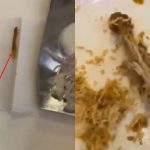 Jerry in Chicken Biryani: బిర్యానీలో ప్రత్యక్షమైన జెర్రీ.. కంగుతిన్న కస్టమర్.. ఇదేంటని హోటల్ సిబ్బందిని అడిగితే…