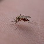 Murine Typhus: అమ్మో దోమ.. కేరళలో కొత్త రోగం, ఈ అరుదైన వ్యాధి సోకితే ఏమవుతుందో తెలుసా?