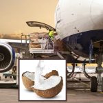 Coconuts In Flights: విమానాల్లో కొబ్బరి కాయలు తీసుకెళ్లకూడదు.. ఎందుకో తెలుసా?