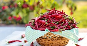 Mirchi: మిరపకాయలకు ఆ పేరు ఎలా వచ్చిందో తెలుసా..? అందుకు మిరియాలే కారణమంటా..