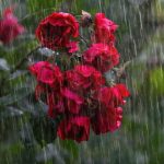 Rain alert: ద్రోణి ఎఫెక్ట్… దసరా రోజు కూడా వర్షం…