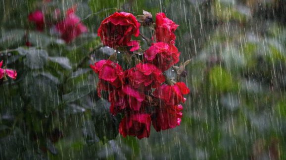 Rain alert: ద్రోణి ఎఫెక్ట్… దసరా రోజు కూడా వర్షం…