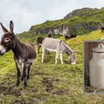 Donkey Milk: గాడిద పాల పేరుతో రూ.10 కోట్ల మోసం, బాబోయ్.. ఇలా కూడా చెయ్యొచ్చా?
