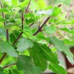 Tulsi Chalisa Benefits: కోరికలు తీరి, ఆర్థికంగా ఇబ్బందులు లేకుండా ఉండాలంటే ఈ చిన్న పని చేయండి!