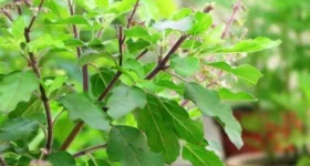 Tulsi Chalisa Benefits: కోరికలు తీరి, ఆర్థికంగా ఇబ్బందులు లేకుండా ఉండాలంటే ఈ చిన్న పని చేయండి!