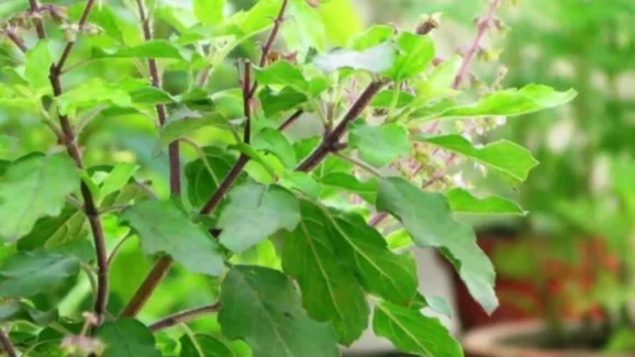 Tulsi Chalisa Benefits: కోరికలు తీరి, ఆర్థికంగా ఇబ్బందులు లేకుండా ఉండాలంటే ఈ చిన్న పని చేయండి!