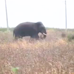 Elephants Attack : తెలుగు రాష్ట్రాల్లో ఏనుగుల బీభత్సం, సెల్ఫీ కోసం వెళ్తే ప్రాణాలు తీసిన గజరాజు, భయం గుప్పిట్లో అటవీ గ్రామాలు