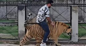 Viral video: పులిపై సవారి.. ఏదో చేద్దాం అనుకున్నాడు, చివరికి..