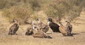 Vultures: రాబందులు చనిపోతే.. మనిషి పరిస్థితి అంతే!