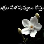 Flowers: సాయంత్రం పూట పూలు తెంపకూడదంటారు ఎందుకు? సైన్సు చెప్పిందిదే