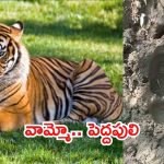 Adilabad: ఆదిలాబాద్ జిల్లాలో పెద్ద పులి టెన్షన్.. వణికిపోతున్న ప్రజలు