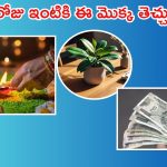 Diwali 2024: దీపావళి రోజు ఈ మొక్కను ఇంటికి తెచ్చుకుంటే.. డబ్బు అయస్కాంతంలా వస్తుంది