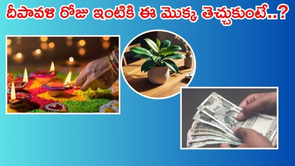 Diwali 2024: దీపావళి రోజు ఈ మొక్కను ఇంటికి తెచ్చుకుంటే.. డబ్బు అయస్కాంతంలా వస్తుంది