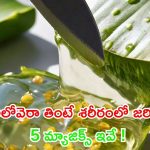Aloe Vera: అలోవెరా తింటే శరీరంలో జరిగే 5 మ్యాజిక్స్ ఇవే !