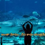 Chinese Aquarium Whale Shark: నకిలీ వేల్ షార్క్ చూపించి కోట్లు సంపాదించిన చైనా కంపెనీ.. ఎలా గుర్తుపట్టారంటే