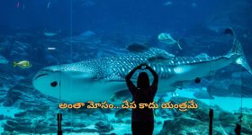 Chinese Aquarium Whale Shark: నకిలీ వేల్ షార్క్ చూపించి కోట్లు సంపాదించిన చైనా కంపెనీ.. ఎలా గుర్తుపట్టారంటే