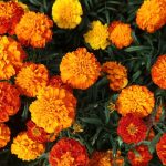 Marigold Flower: హిందూ పండుగలకు, వేడుకలకు బంతిపూలనే ఎందుకు ఎక్కువ వాడతారు? దీని వెనుక ఇంత కథ ఉందా?