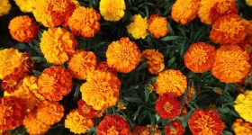 Marigold Flower: హిందూ పండుగలకు, వేడుకలకు బంతిపూలనే ఎందుకు ఎక్కువ వాడతారు? దీని వెనుక ఇంత కథ ఉందా?
