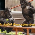 Animal Food Robber: సాలరీ రూ.20 లక్షలు.. కక్కుర్తిపడి జంతువుల ఆహారం దొంగతనం చేసేవాడు!