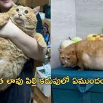 World’s fattest cat: ప్రపంచంలోనే అత్యంత బరువైన పిల్లి.. డైటింగ్ చేస్తూ మృతి!