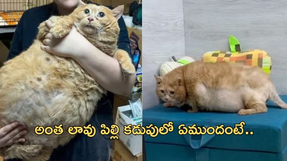 World’s fattest cat: ప్రపంచంలోనే అత్యంత బరువైన పిల్లి.. డైటింగ్ చేస్తూ మృతి!