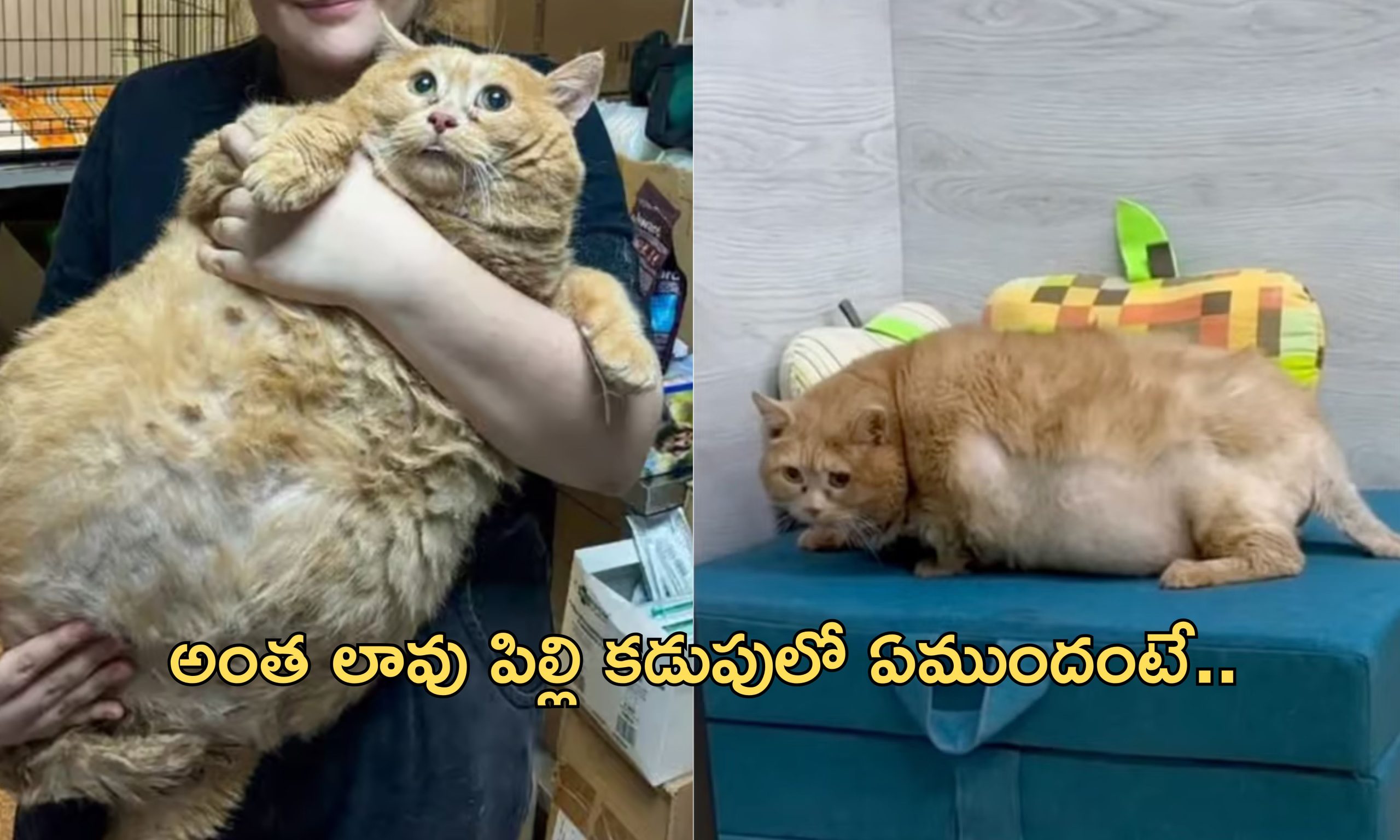 World’s fattest cat: ప్రపంచంలోనే అత్యంత బరువైన పిల్లి.. డైటింగ్ చేస్తూ మృతి!