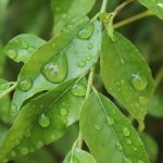 Curry Leaves: కరివేపాకు గురించిన 5 ఆశ్చర్యకర విషయాలు