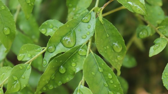 Curry Leaves: కరివేపాకు గురించిన 5 ఆశ్చర్యకర విషయాలు